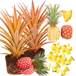Set of 2 Florida Special Pineapple Live Plants, 4-6" Tropical Pineapple Plants for Indoor Outdoor Growing, Patio Container Garden, No Pot, Fast-Growing
