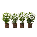 Jasmine Plant Live 4-7 Inches Tall, Fragrant Flowering Vine for Garden, Patio Containers and Indoor Growing (Random Jasmine)