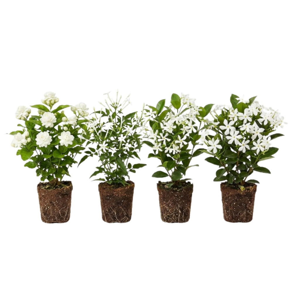 Jasmine Plant Live 4-7 Inches Tall, Fragrant Flowering Vine for Garden, Patio Containers and Indoor Growing (Random Jasmine)