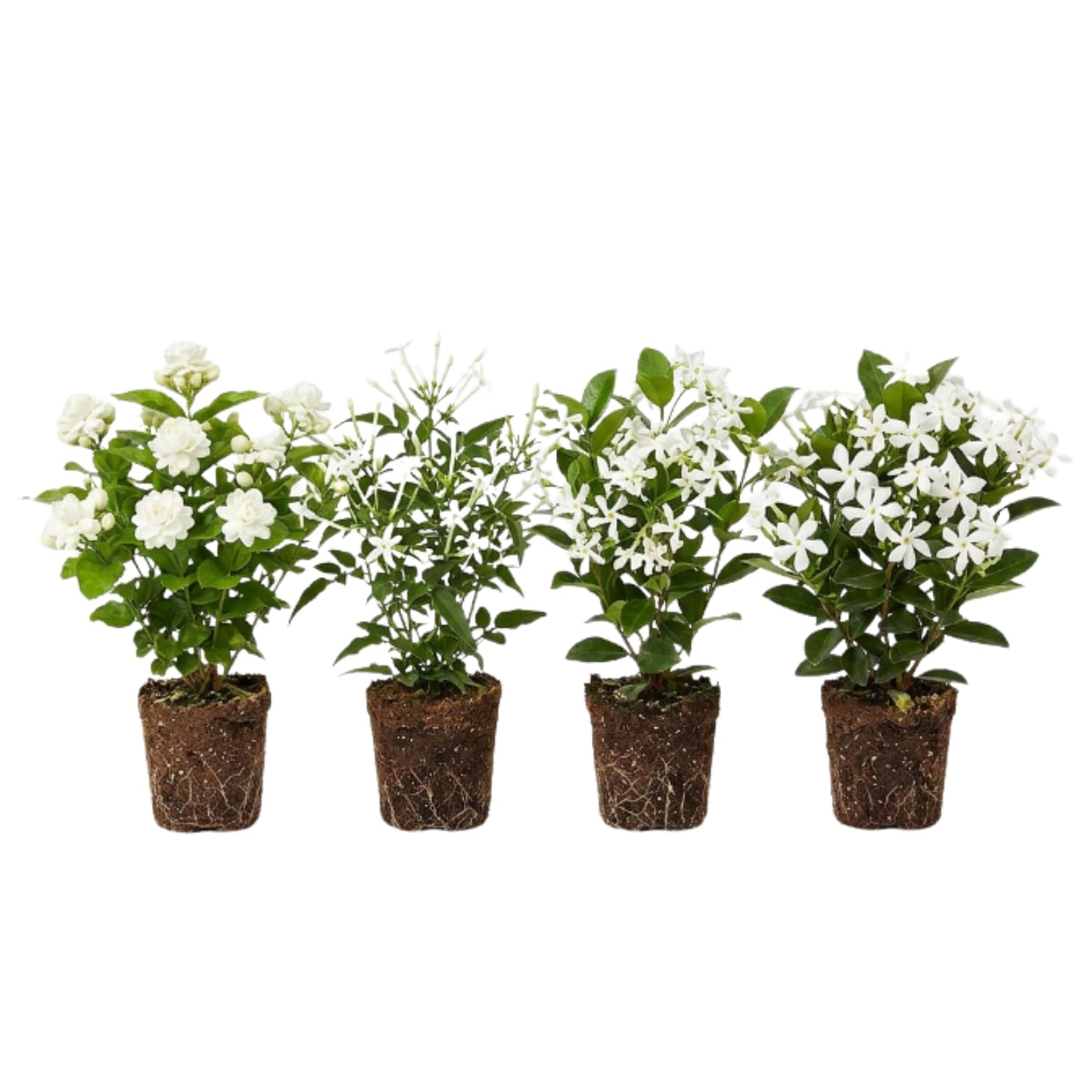 Jasmine Plant Live 4-7 Inches Tall, Fragrant Flowering Vine for Garden, Patio Containers and Indoor Growing (Random Jasmine)
