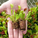 3 King Venus Flytrap Plants Live in Pot, Starter Size, Easy to Grow Tropical Plant Terrarium Indoor Outdoor