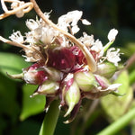 100 Walking Onion Seeds - Egyptian Walking Onion Seeds, Not Bulbils, Perennial Heirloom Onion for Garden Planting