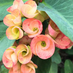 2 Euphorbia Milii Salmon Crown of Thorns Plant Live, Cold Hardy Succulent Houseplant 4-7" Tall with Constant Blooms