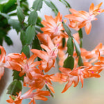 Live Salmon Christmas Cactus Live Plant 4–6 Inches Tall, Winter Blooming False Thanksgiving Cactus Well Rooted, Flowering Houseplant for Home and Office