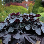 2-Pack Live Heuchera Coral Bells Plants, Deep Black Purple Leaves, Vibrant Indoor Outdoor Planting