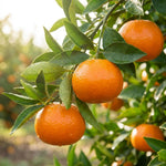 Mandarin Orange Tree Live Plant, 2 Years Old Clementine Tree, Well Rooted in 1 Gallon Pot, 1-2 Feet Tall, Fragrant Citrus Trees for Patio and Outdoor Garden