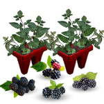 Arapaho BlackBerry Plants Live Starter Size, BlackBerry Bushes Cold Hardy for Planting Outdoor, Fast-Growing