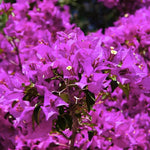 2 Bright Purple Bougainvillea Plants Live, Flowering Bougainvillea Vine 4-8 Inc Height, Climbing Plant for Outdoor Garden and Trellis