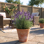 French Lavender Plant Live, Live Lavender Plants for Outside, Purple Blooms, Cold Hardy Herb for Indoor Outdoor Planting, 4 to 7 Inches Tall