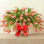 2 Salmon Christmas Cactus Plants, Thanksgiving Cactus 3-6 Inch Tall, Winter Succulents Flowers Container Hanging Basket Indoor Outdoor Planting