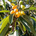 Loquat Fruit Tree 10-14" Tall, Half-Gallon Pot, Well-Rooted Loquat Plant for Garden and Orchard Planting