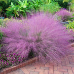 2 Pink Muhly Grass Plants Live for Planting, Ornamental Grass Live Plants, Pink Grass Indoor Outdoor, 5-9 Inch Tall
