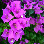 Set 2 Purple Bougainvillea Plants Live, Flowering Bougainvillea Vine 4-8 Inches Tall, Climbing Plant for Outdoor Garden and Trellis
