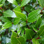 Live Bay Leaf Tree Plant, Laurus Nobilis Sweet Bay Laurel Plant, 7-10 Inch Tall in 4 Inch Pot for Planting