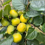 Persimmon Fruit Tree Live Plant, Hardy Persimmon Tree Live Plant for Planting Outdoors, 7 to 10 Inc Long