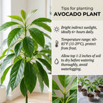 Avocado Tree Plant Live, Sweet Fruit Plant, 6 Inch Tall
