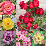 Pack 2 Assorted Desert Rose Plants Live, Hardy Adenium Obesum Succulent, Vibrant Blooms for Indoor and Outdoor 4-7 Inch