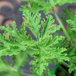 Citronella Live Plant, Fragrant Herb in 4 Inch Pot for Indoor or Outdoor Growing