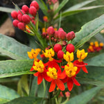 4 Red Milkweed Plants Live 4-9 Inc Tall, Tropical Milkweed Plants Well Rooted, Outdoor Growing
