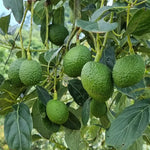 Live HASS Avocado Tree Plant in 3 Gallon Pot, Cold Hardy Avocado Tree 2-3 Ft Tall, Ready to Bear Fruits