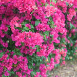 Set 2 Pink Bougainvillea Plants Live, Flowering Bougainvillea Vine 4-8 Inches Tall, Climbing Plant for Outdoor Garden and Trellis