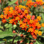 4 Milkweed Plants Live 4-9 Inc Tall, Tropical Milkweed Plants Well Rooted, Outdoor Growing