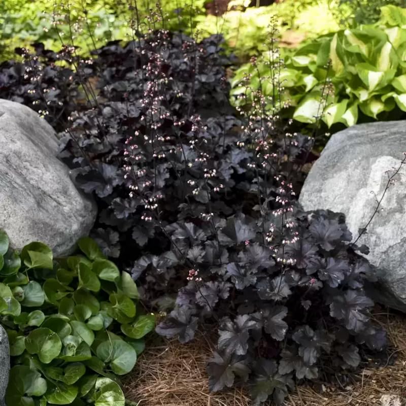 2-Pack Live Heuchera Coral Bells Plants, Deep Purple to Pink or Reddish-Brown Leaves, Vibrant Indoor Outdoor Planting