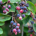 2 Cold Hardy Serviceberry Live Plant Tree in Quart Pot, 12-18" in Tall, Dormant, Well-Rooted for Outdoor Planting