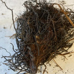 10 Cinnamon Ferns Live Plants Outdoor, Live Ferns for Outdoors, Indoor Hardy Perennial Fern Rhizomes Bare Roots