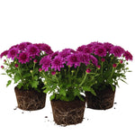 3 Hardy Chrysanthemum Plants Live, Purple Mums Plants Live, 5 to 7 Inc Tall, Chrysanthemum Flowers Perennials Gardening Outdoor