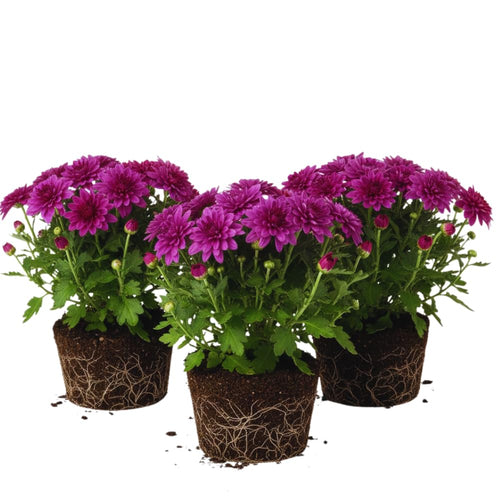 3 Hardy Chrysanthemum Plants Live, Purple Mums Plants Live, 5 to 7 Inc Tall, Chrysanthemum Flowers Perennials Gardening Outdoor