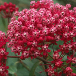 2 Deep Red Milkweed Plants Live, 5-8 Inch Tall, Butterfly Milkweed Asclepias Tuberosa Plant for Perennial Flower