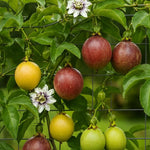 Purple Passion Fruit Plant Live 1.5-2 Feet Tall, Passiflora Edible Fruit Vine in Gallon Pot, Tropical Climbing Plant for Trellis, Garden or Patio