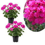 2 Pink Geranium Plants Live, Vibrant Blooms, Hardy Perennial Geranium Flowers 4-8 Inches, Indoor Outdoor Planting