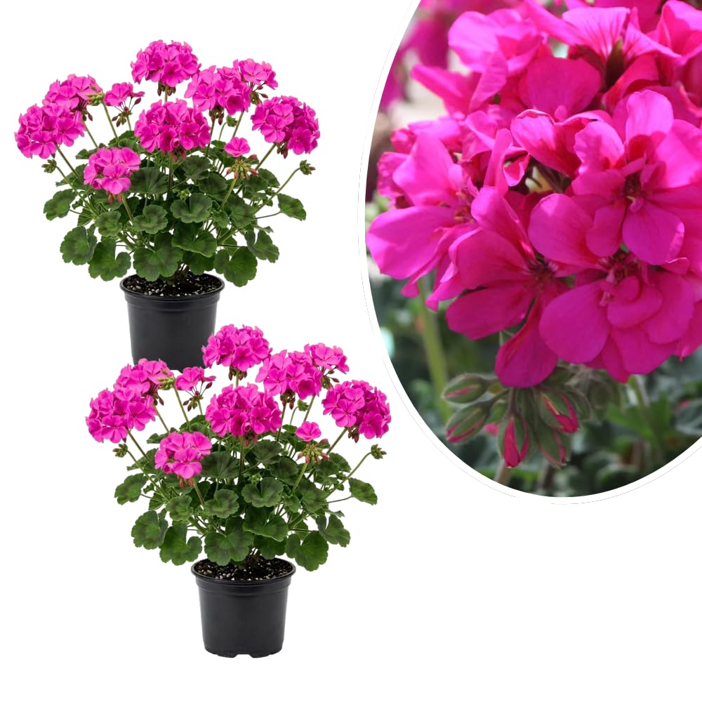 2 Pink Geranium Plants Live, Vibrant Blooms, Hardy Perennial Geranium Flowers 4-8 Inches, Indoor Outdoor Planting