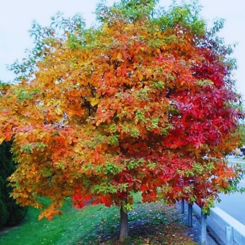 Set 2 Sassafras Seedlings Trees Live Plants, Dormant in Winter, Well-Rooted from 6 to 12 Inches Tall, 1 Year Old Tree, Cold Hardy, Sassafras Tree Live Plant