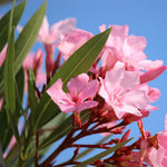 Pink Oleander Plant Live, Oleander Live Plant, 5 to 7 Inches Tall, Flowering Ornamental Shrub, Easy Care Outdoor Plant