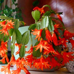 Easter Cactus Plants Live, Vibrant Color, Size 5-9" in Tall, No Pot, Spring Bloom Housplant Indoor Outdoor Succulent Cacti (Orange)