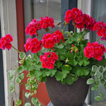 Live Geranium Plants, 4 Red Geranium Flower Plants Gernanium Plant Live, 4 to 6 Inches Long