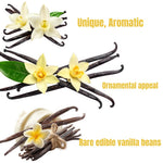 Rare Variegated Vanilla Bean Orchid Live Plant 1 Year Old Potted, Outdoor Fragrant Beans Vanilla Plant, 5 to 7 Inches in Tall Spring Planting, No CA
