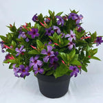 Purple Mandevilla Live Plants, Mandevilla Flower Plants Live, 8 to 12 Inches Tall Garden Vine Plant