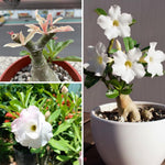 Live Desert Rose Plants, Adenium Desert Rose Bushes, 4-7 Inches Tall for Indoor or Outdoor Planting (White)