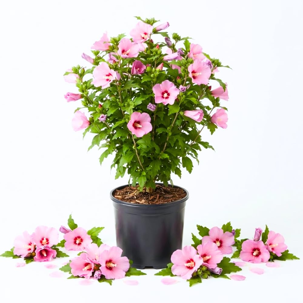 Pink Live Rose of Sharon Plant, Althea Flowering Shrub, 6-13 Inch Tall
