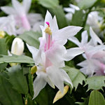 Live White Christmas Cactus Live Plant 4–6 Inches Tall, Winter Blooming False Thanksgiving Cactus Well Rooted, Flowering Houseplant for Home and Office