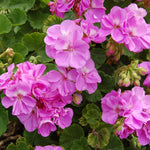 2 Lavender Geranium Plants Live, Vibrant Blooms, Hardy Perennial Geranium Flowers 4-8 Inches, Indoor Outdoor Planting