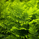 Lady Fern Bare Roots, 10 Fern Plants Live, 3 to 6 Inches in Height, Live Fern Plant, Fern Live Plants Outdoor Indoor, Fern Tree Live Plant for Garden