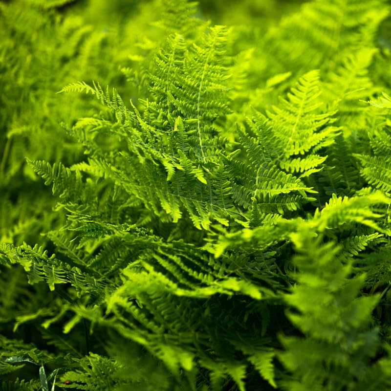 Lady Fern Bare Roots, 20 Fern Plants Live, 3 to 6 Inches in Height, Live Fern Plant, Fern Live Plants Outdoor Indoor, Fern Tree Live Plant for Garden