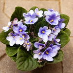 Blue White African Violet Live Plant in 4” Pot, Blooming Indoor Houseplant, Easy Care Flowering Plant for Home or Office Décor