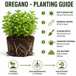 Set 3 Live Oregano Plant 4-6 Inches Tall, Oregano Herb for Gardening, Easy Care, Fast Growing