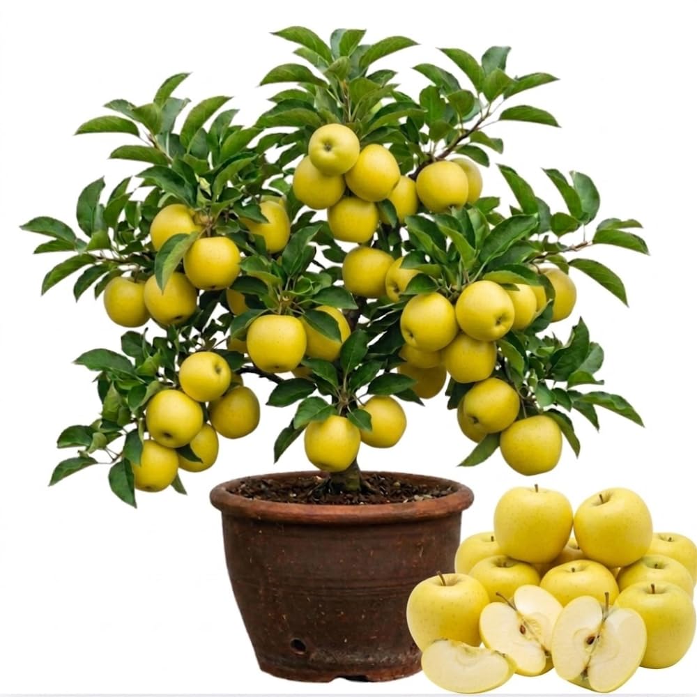 Golden Apple Tree Plant Live, Landscape Fruit Tree, 2-3 Ft Tall